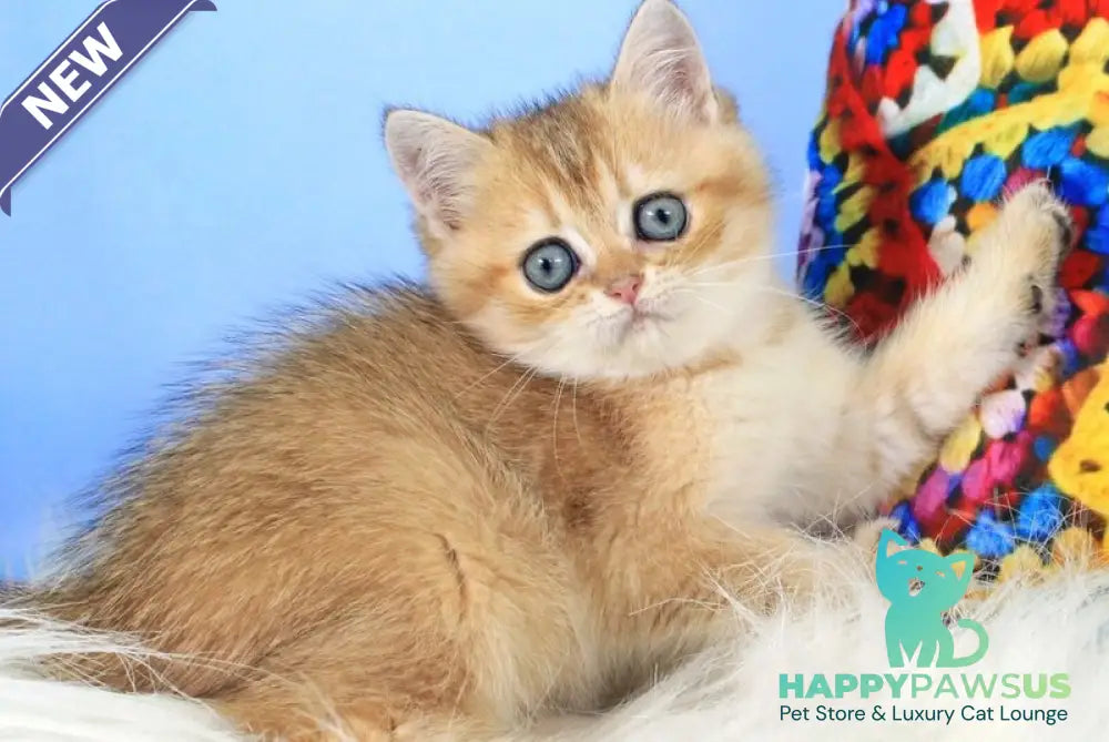 Raphael British Shorthair male black golden shaded - live animals