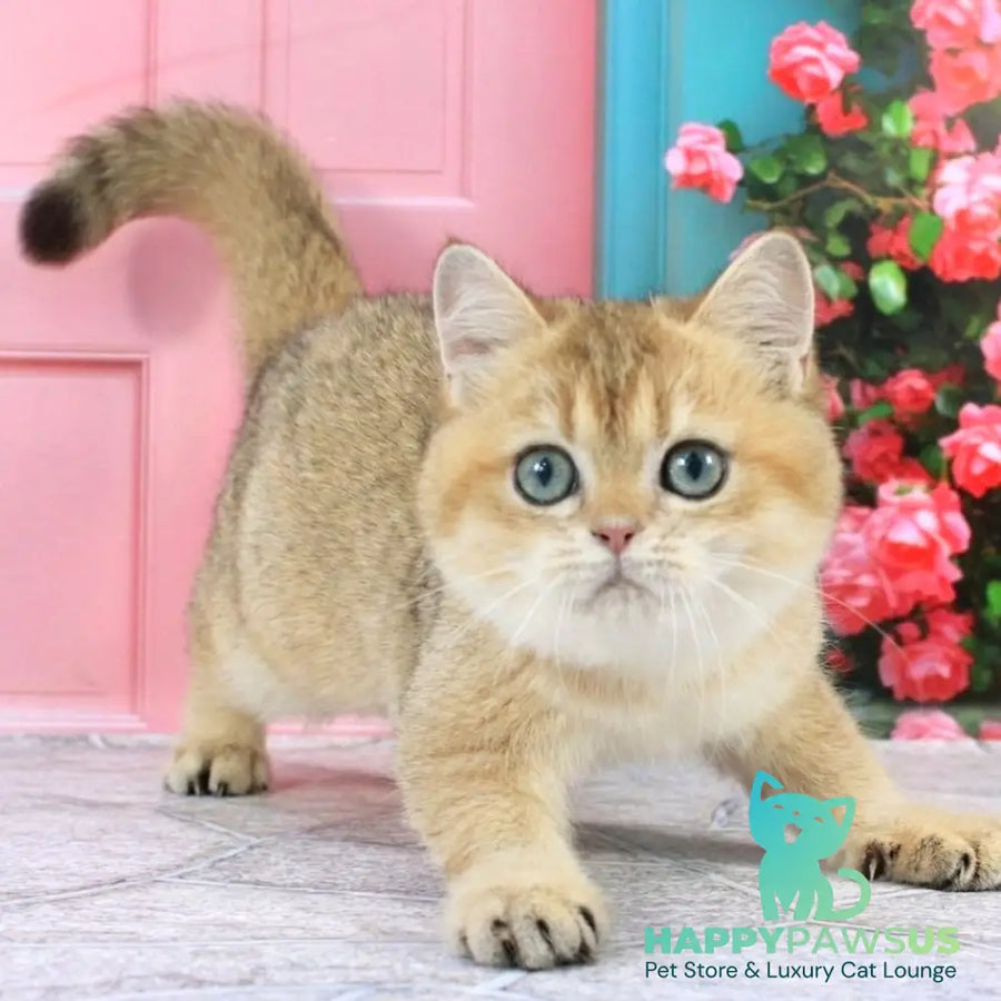 Raphael British Shorthair male black golden shaded - live animals