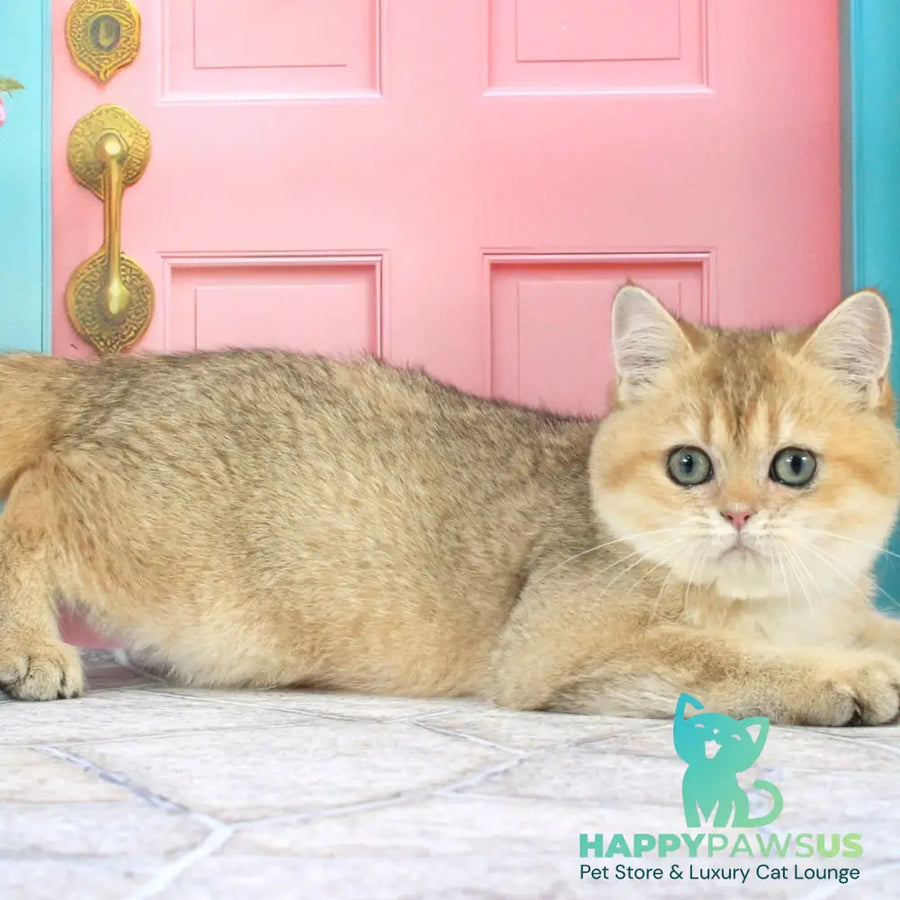 Raphael British Shorthair male black golden shaded - live animals