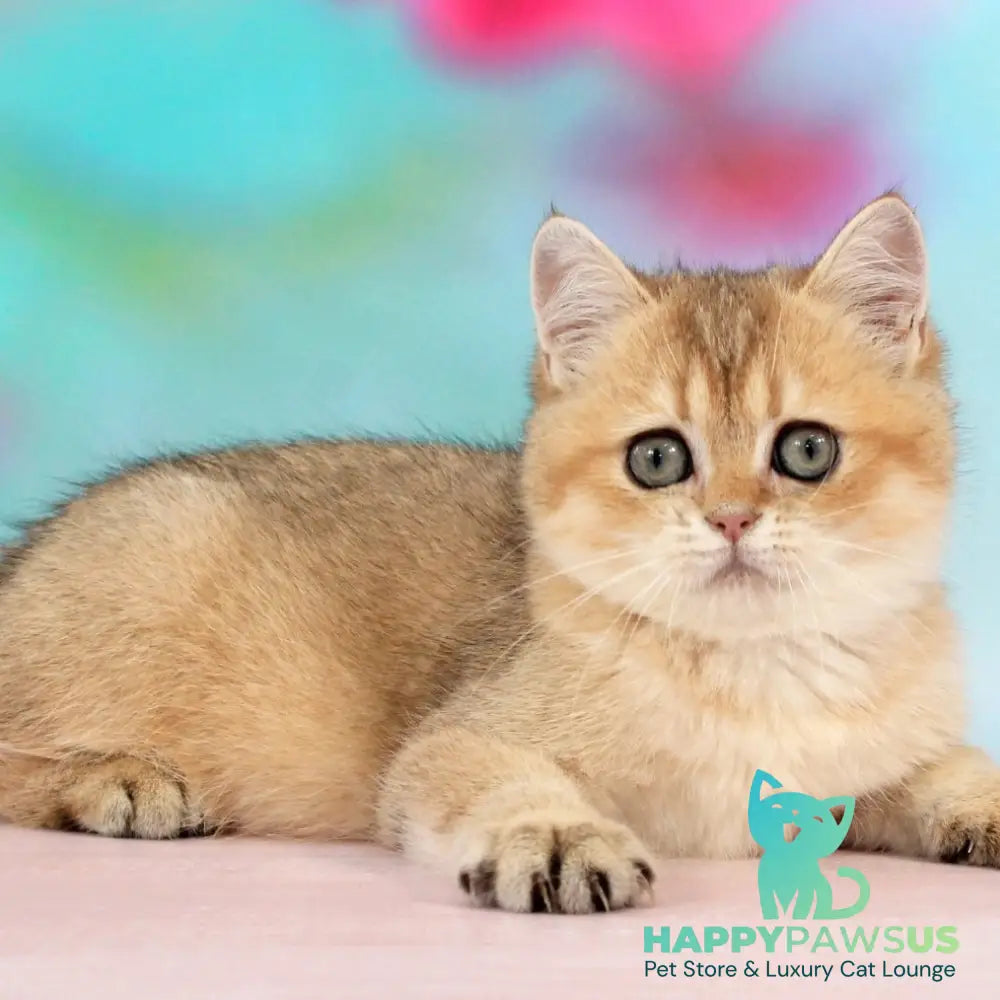 Raphael British Shorthair male black golden shaded - live animals