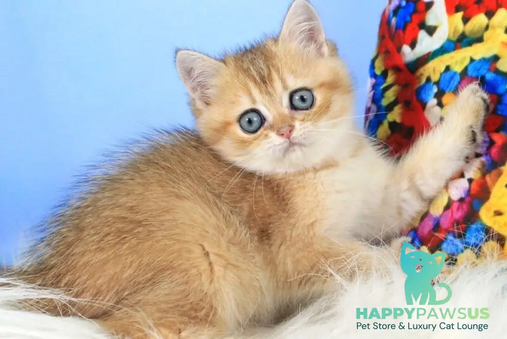 Raphael British Shorthair male black golden shaded - live animals