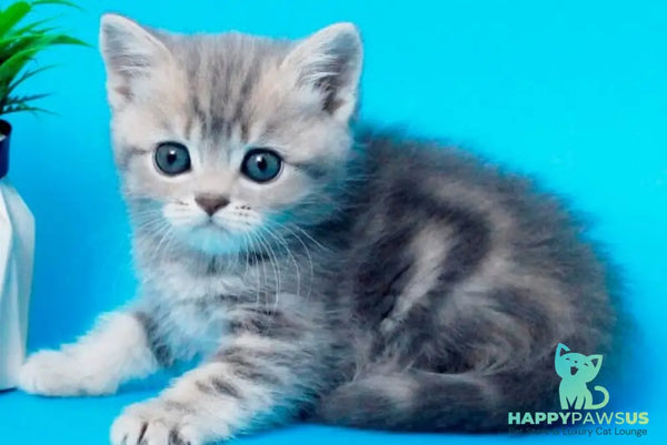 Raphael British Shorthair male blue spotted tabby - live animals