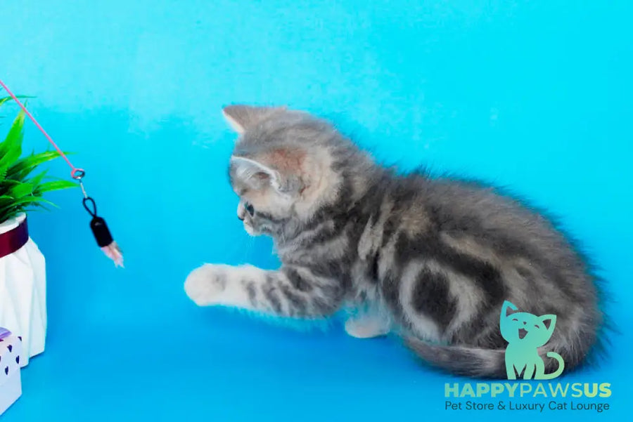 Raphael British Shorthair male blue spotted tabby - live animals