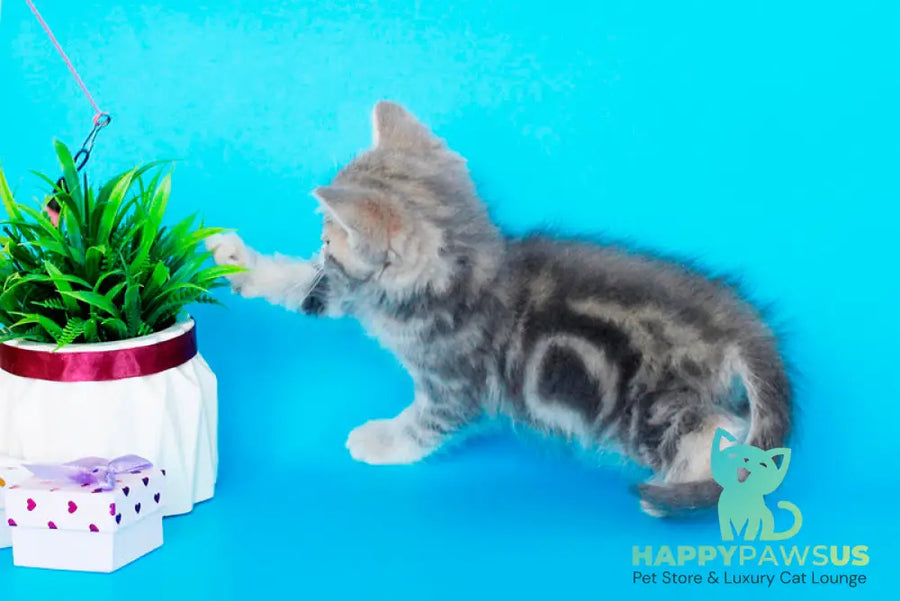 Raphael British Shorthair male blue spotted tabby - live animals