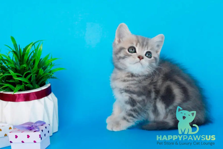Raphael British Shorthair male blue spotted tabby - live animals