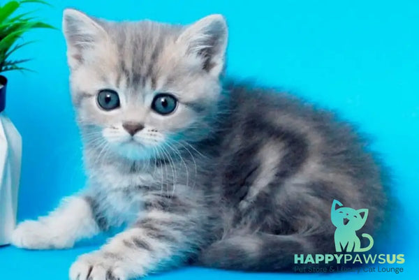 Raphael British Shorthair male blue spotted tabby - live animals