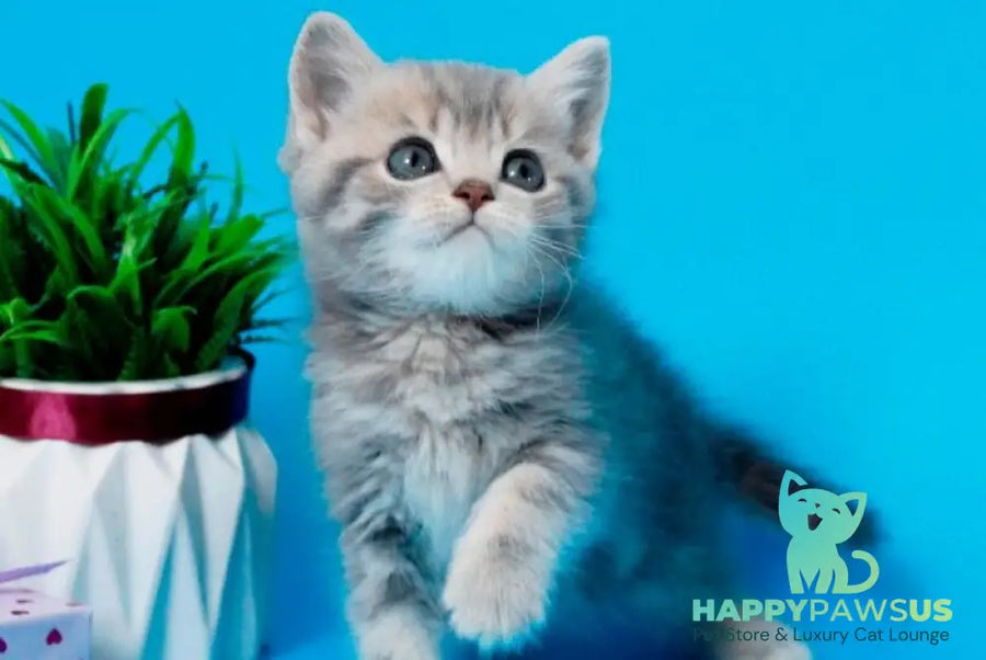 Raphael British Shorthair male blue spotted tabby - live animals
