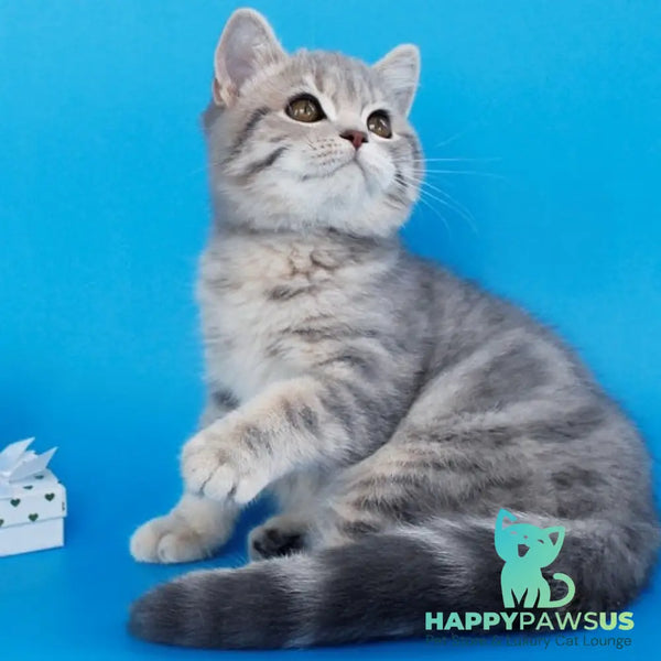 Raphael British Shorthair male blue tabby - live animals