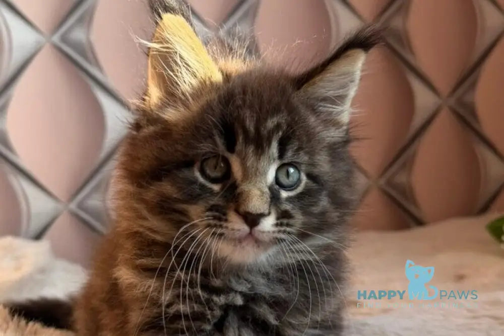 Raphael Maine Coon male black spotted tabby live animals