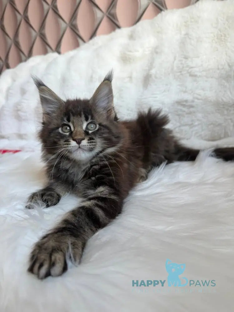 Raphael Maine Coon male black spotted tabby live animals