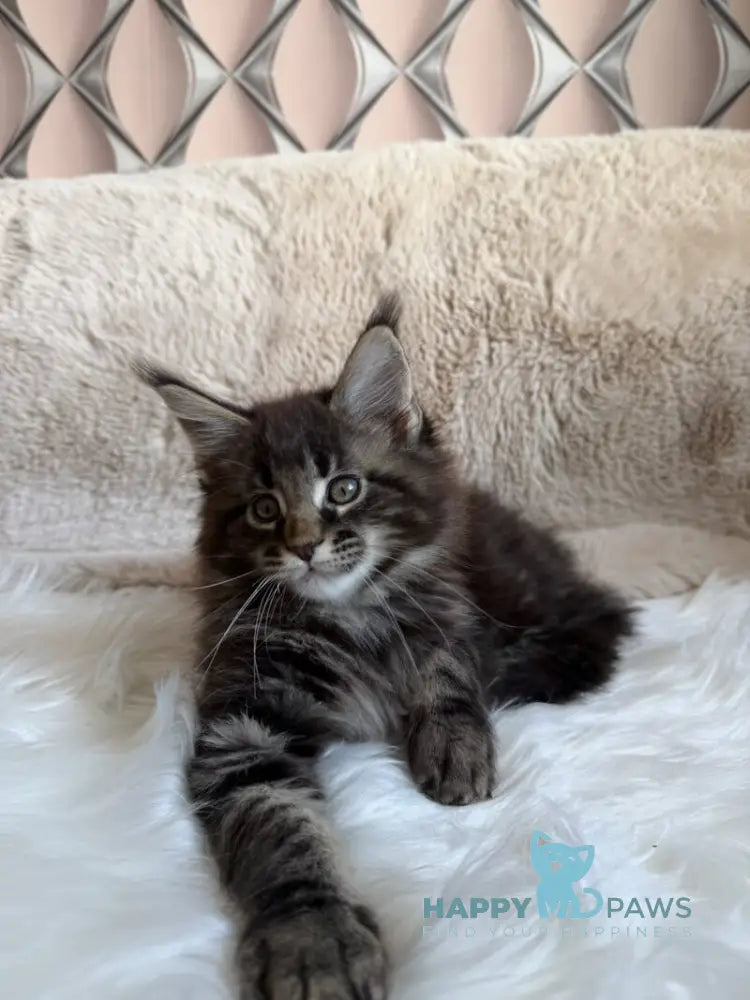 Raphael Maine Coon male black spotted tabby live animals