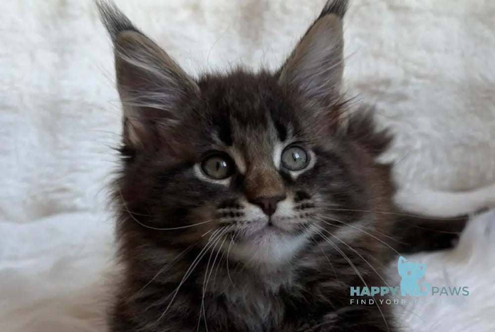 Raphael Maine Coon male black spotted tabby live animals