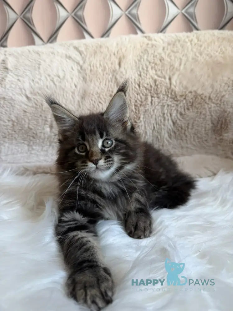 Raphael Maine Coon male black spotted tabby live animals