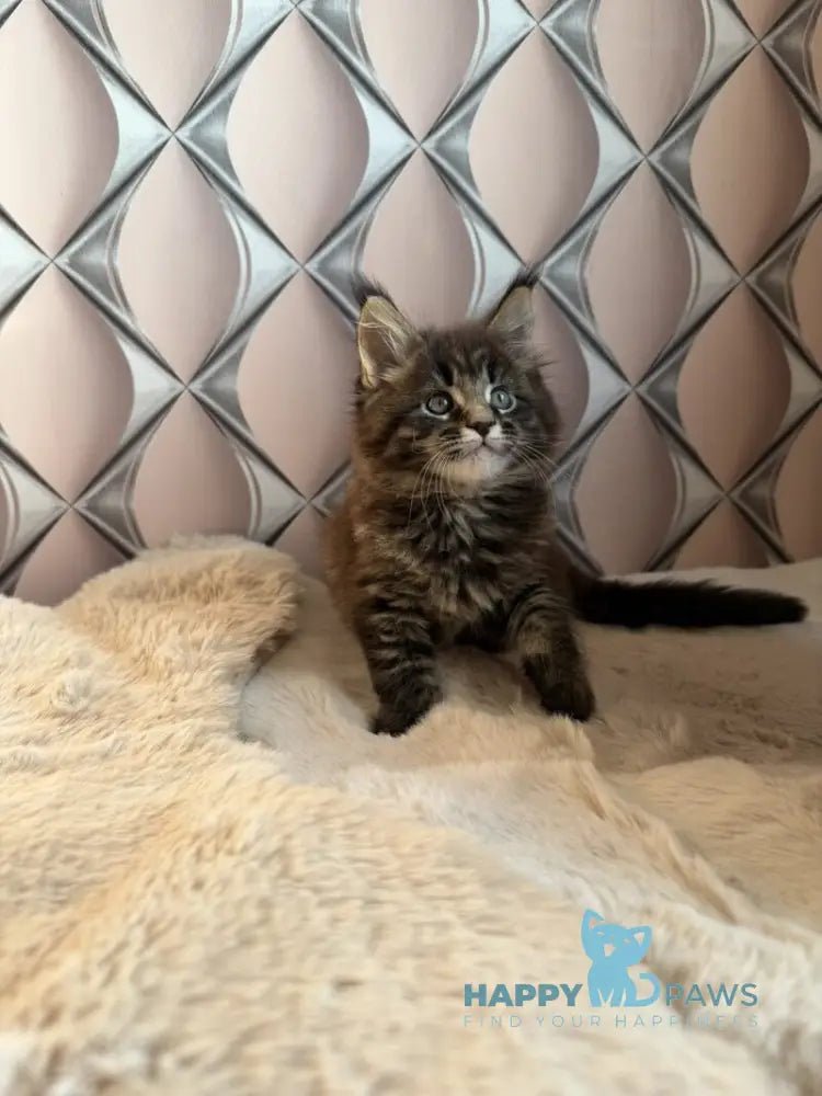 Raphael Maine Coon male black spotted tabby live animals