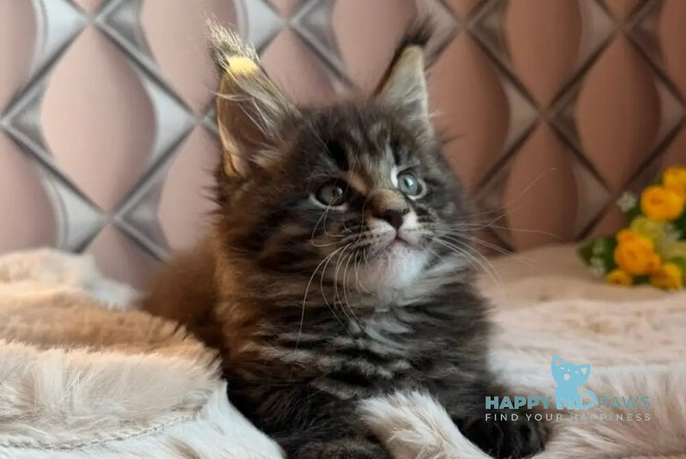 Raphael Maine Coon male black spotted tabby live animals