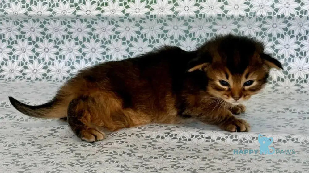 Raphael Somali male ruddy live animals