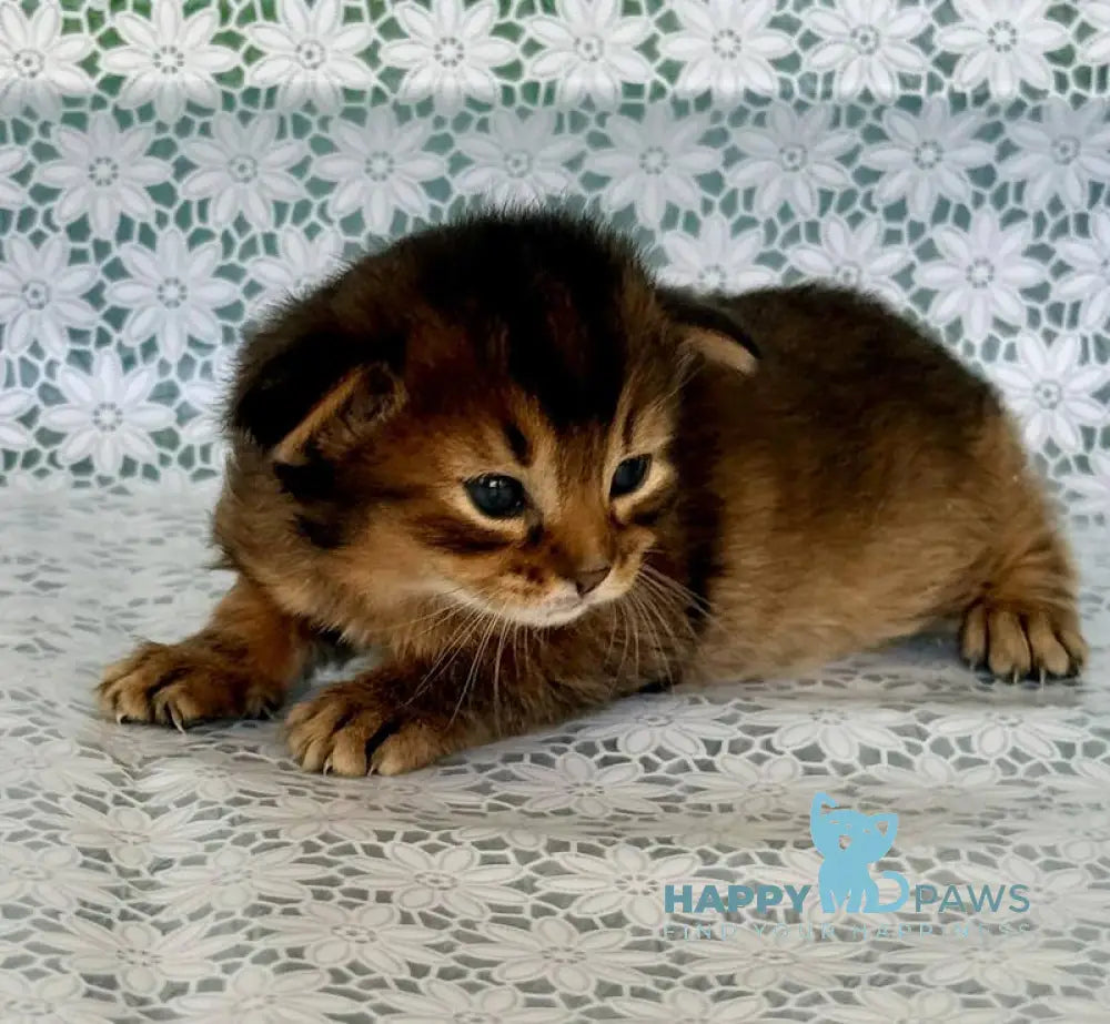 Raphael Somali male ruddy live animals