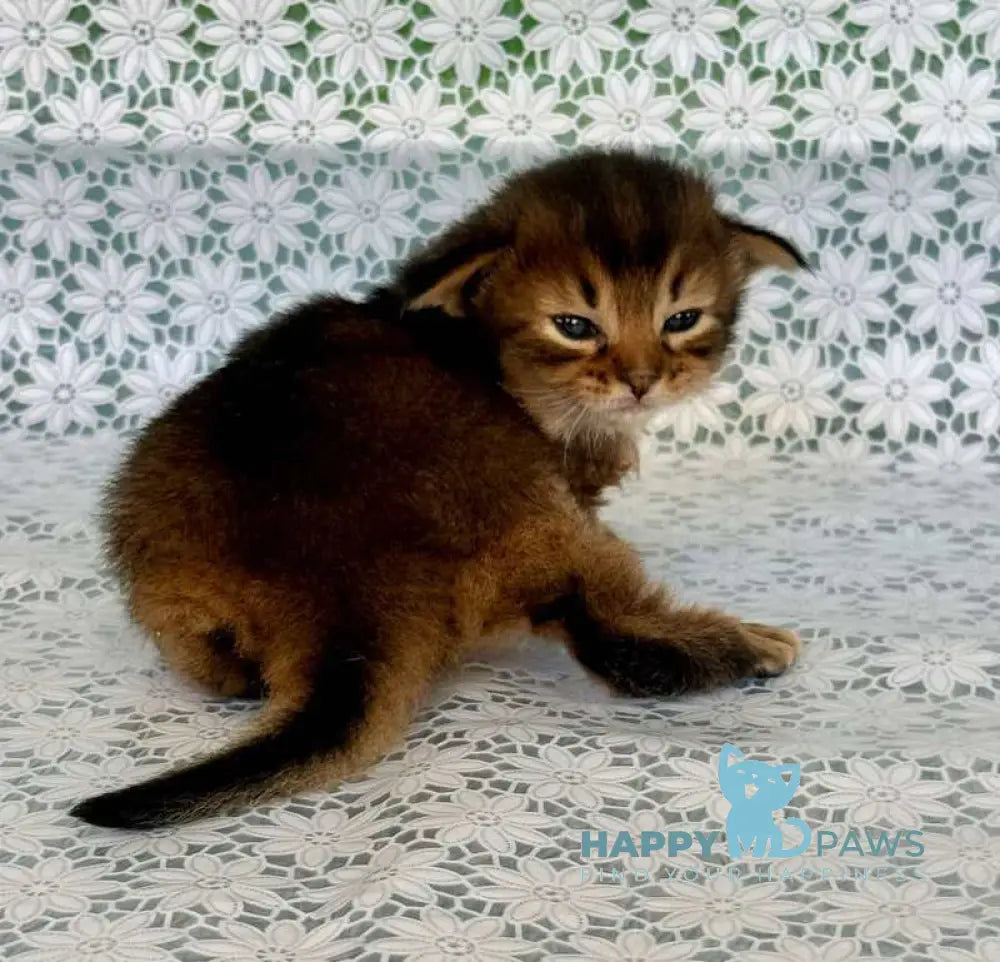 Raphael Somali male ruddy live animals