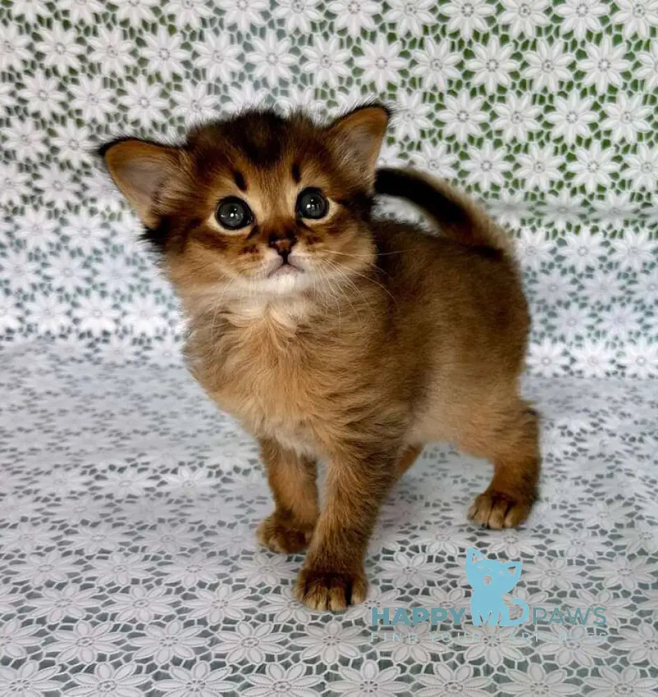 Raphael Somali male ruddy live animals