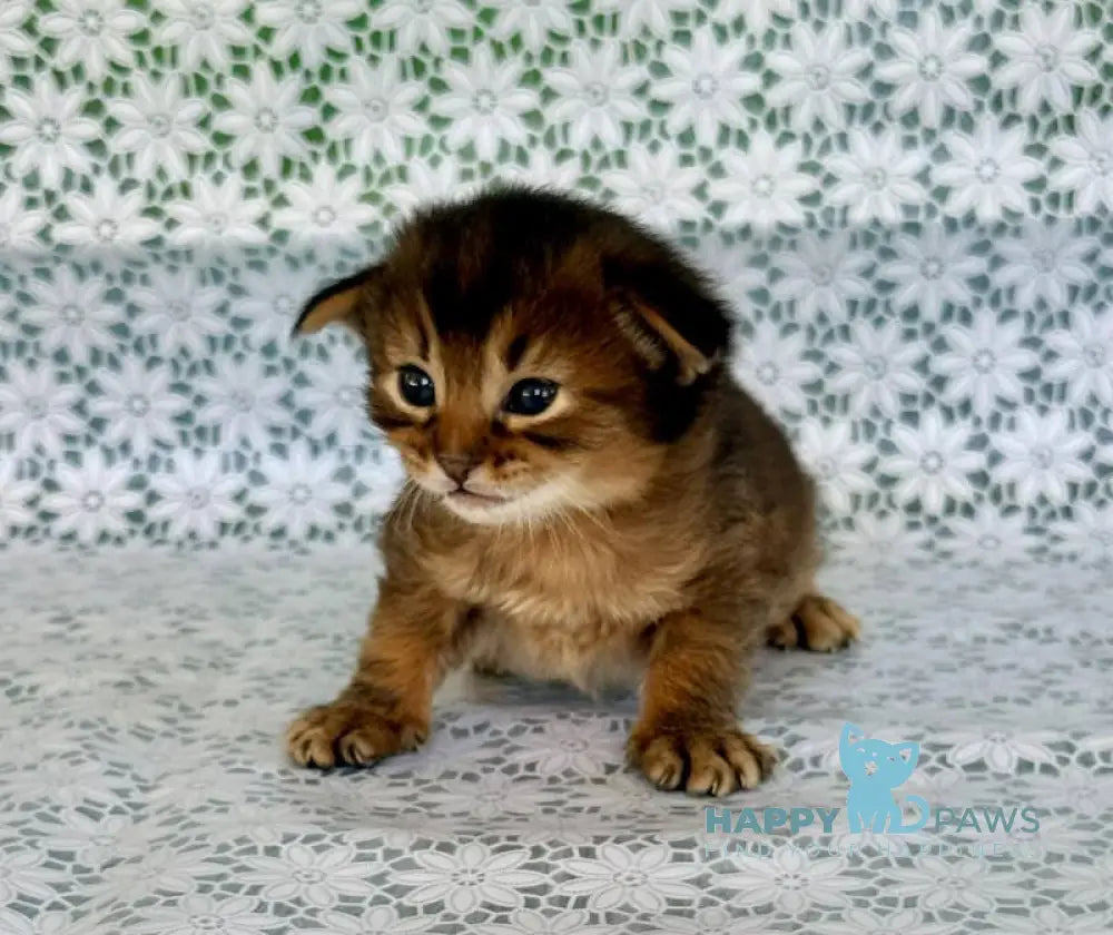 Raphael Somali male ruddy live animals