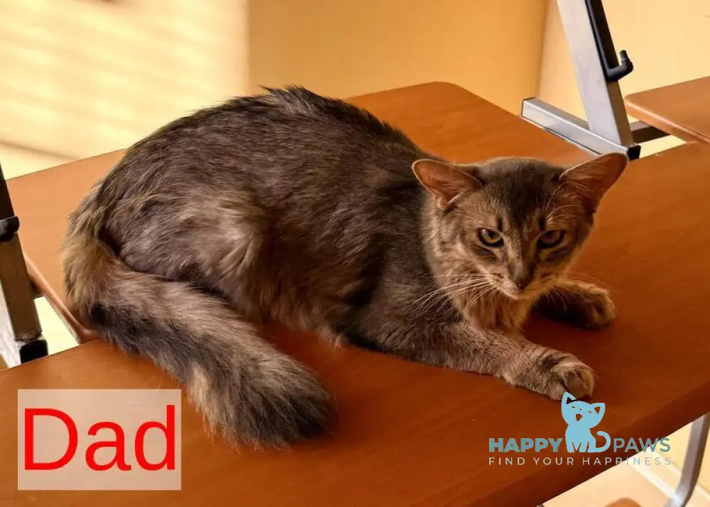 Raphael Somali male ruddy live animals