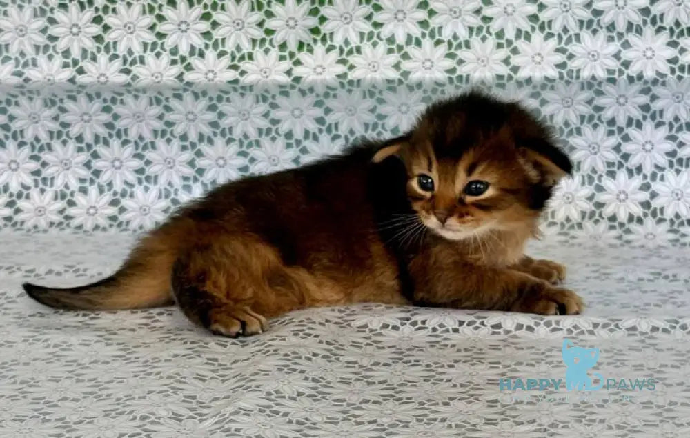 Raphael Somali male ruddy live animals