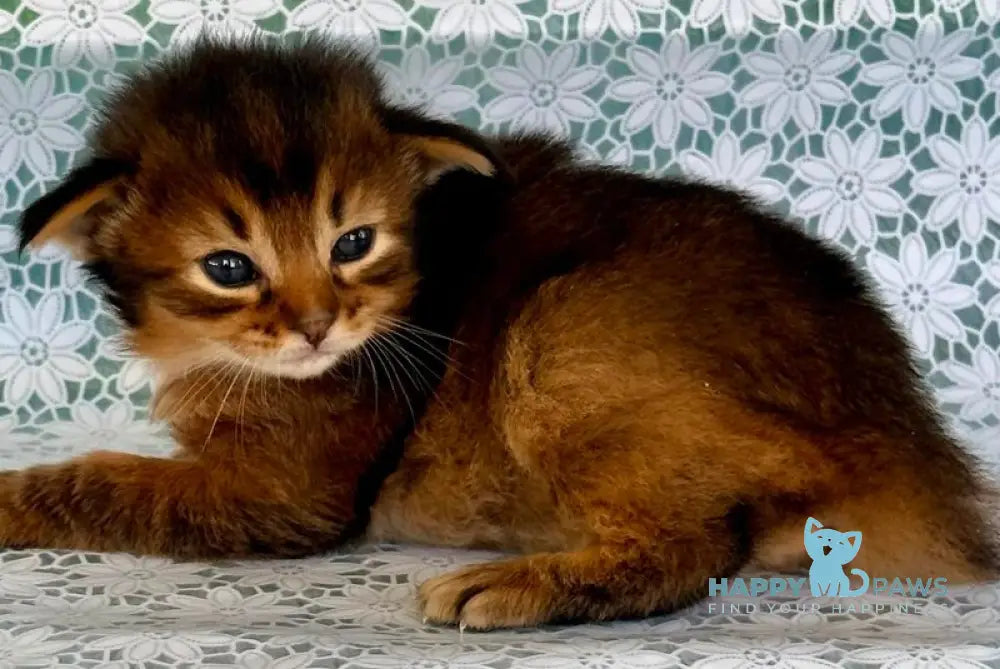 Raphael Somali male ruddy live animals