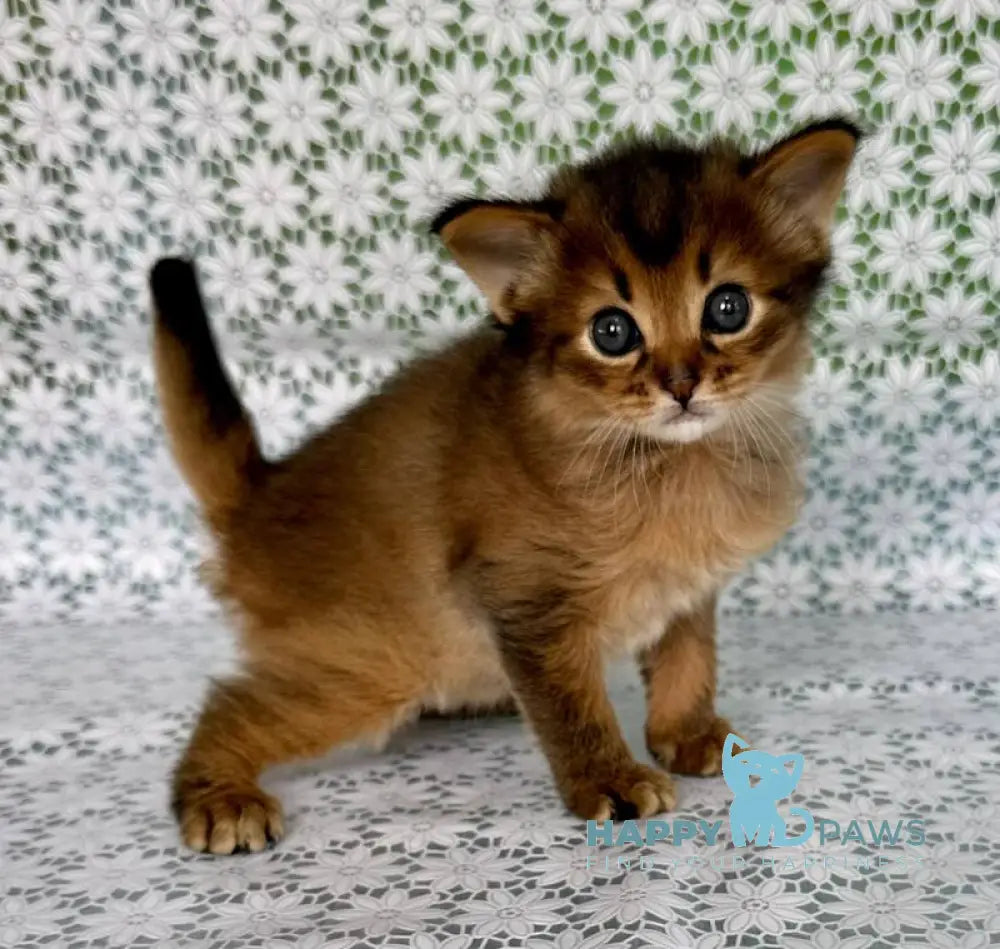 Raphael Somali male ruddy live animals