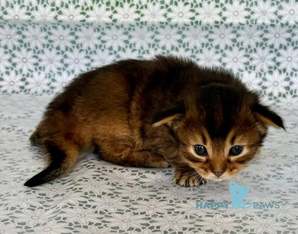 Raphael Somali male ruddy live animals