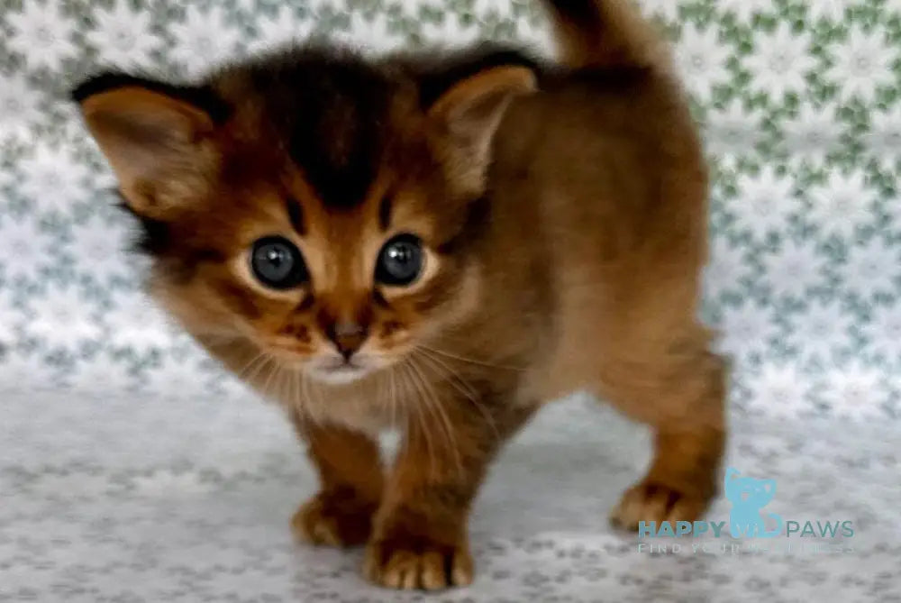 Raphael Somali male ruddy live animals