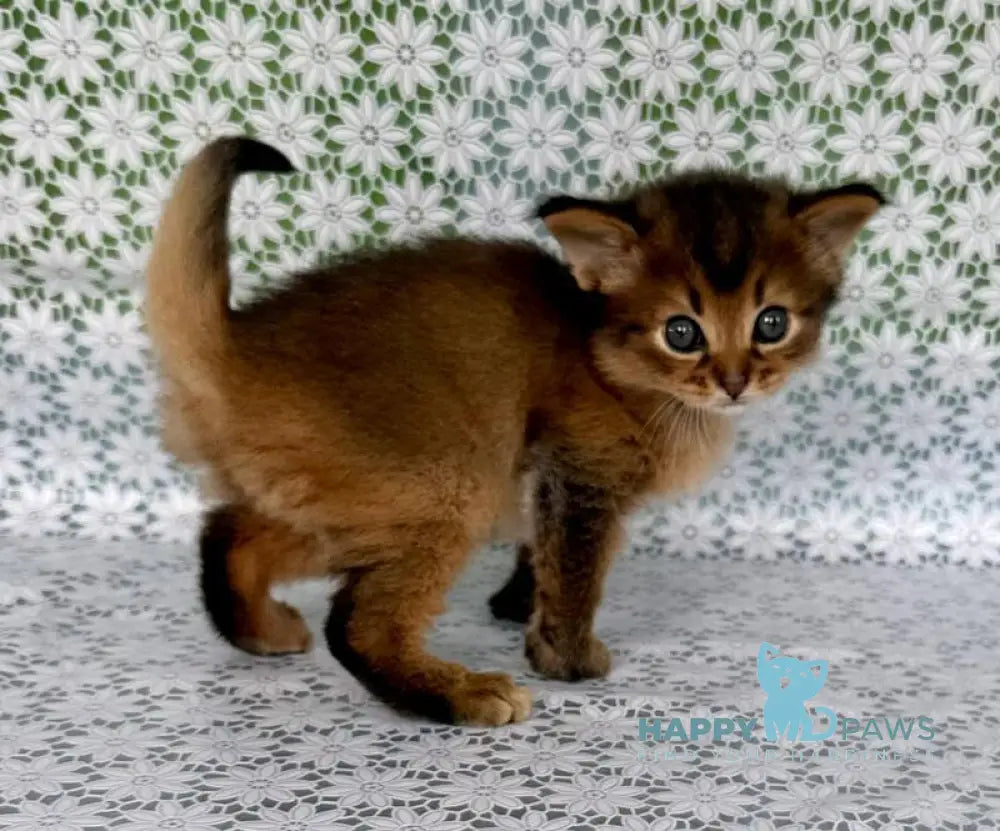 Raphael Somali male ruddy live animals