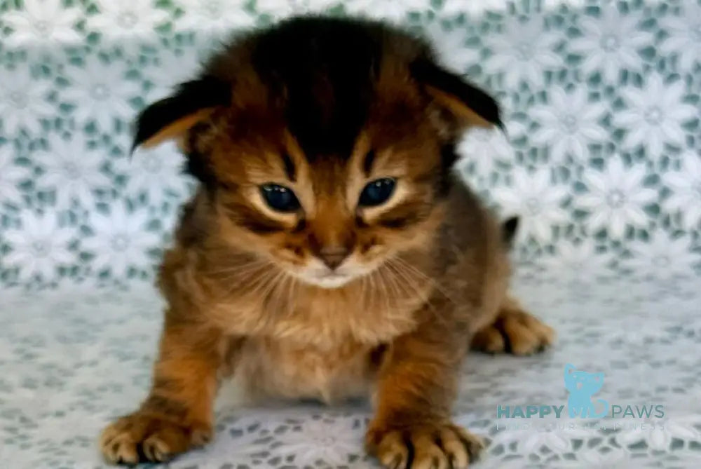 Raphael Somali male ruddy live animals