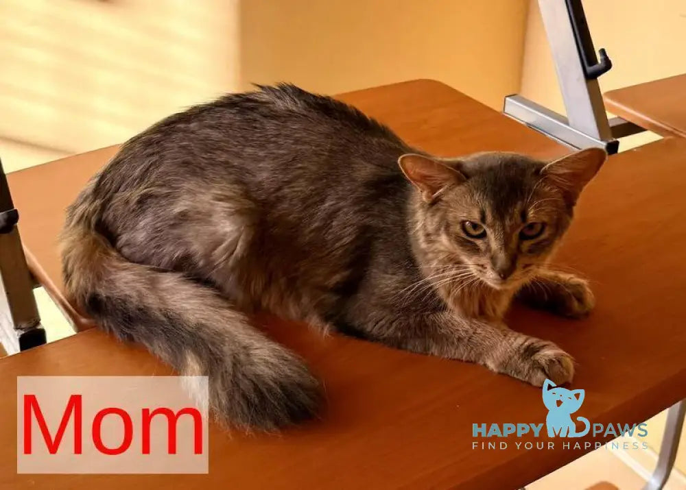 Raphael Somali male ruddy live animals