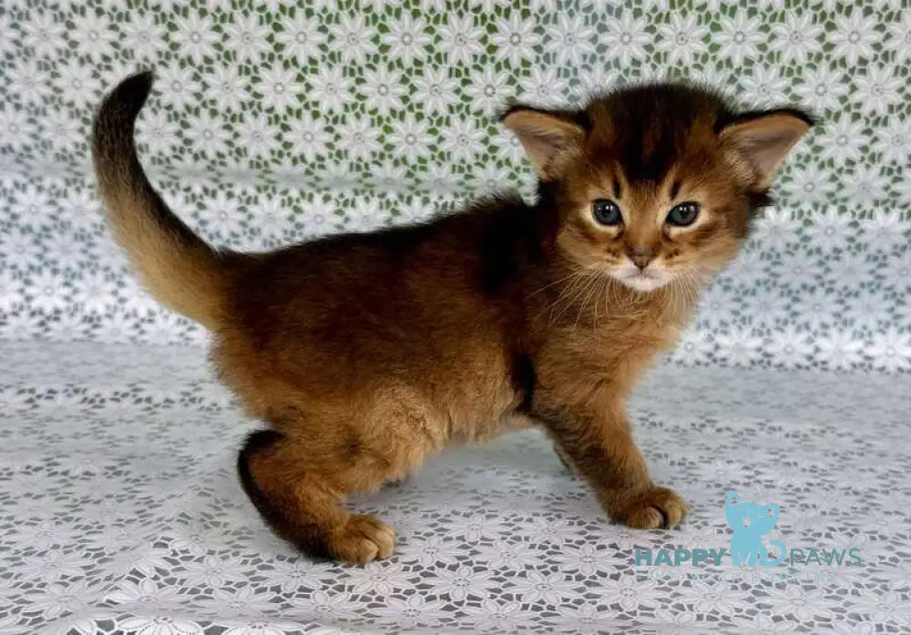 Raptor Somali male ruddy live animals