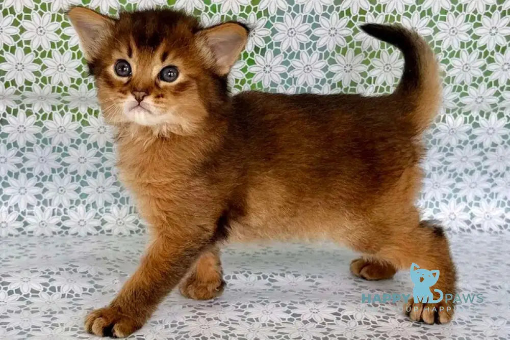 Raptor Somali male ruddy live animals