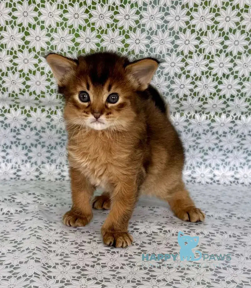 Raptor Somali male ruddy live animals