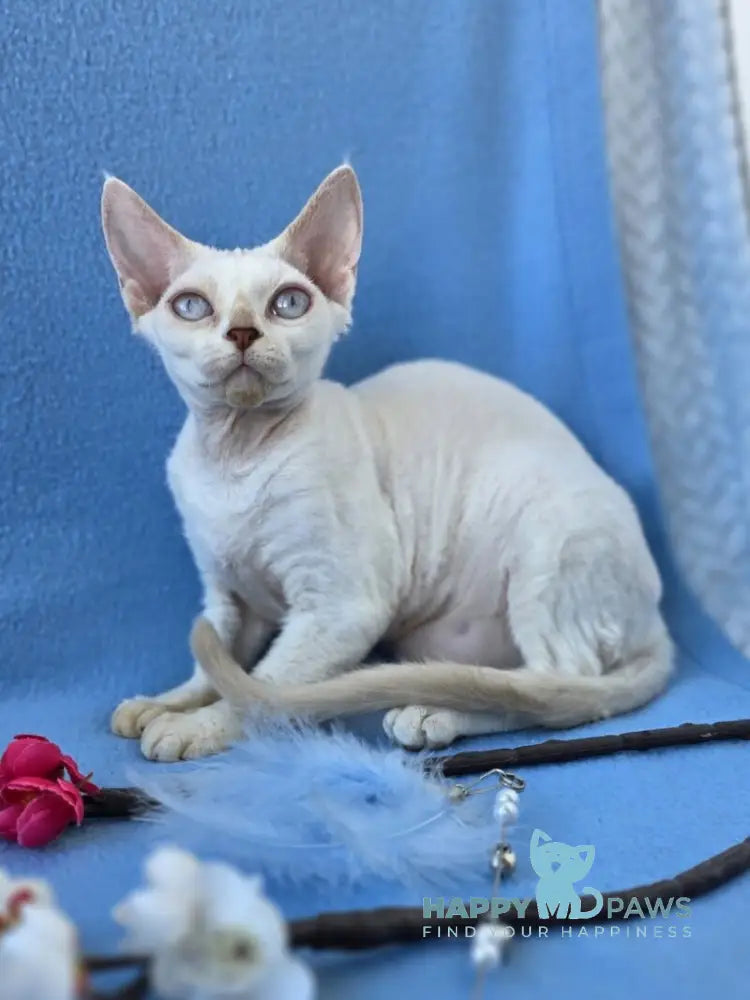 Rapunzel Devon Rex female cream van pointed live animals
