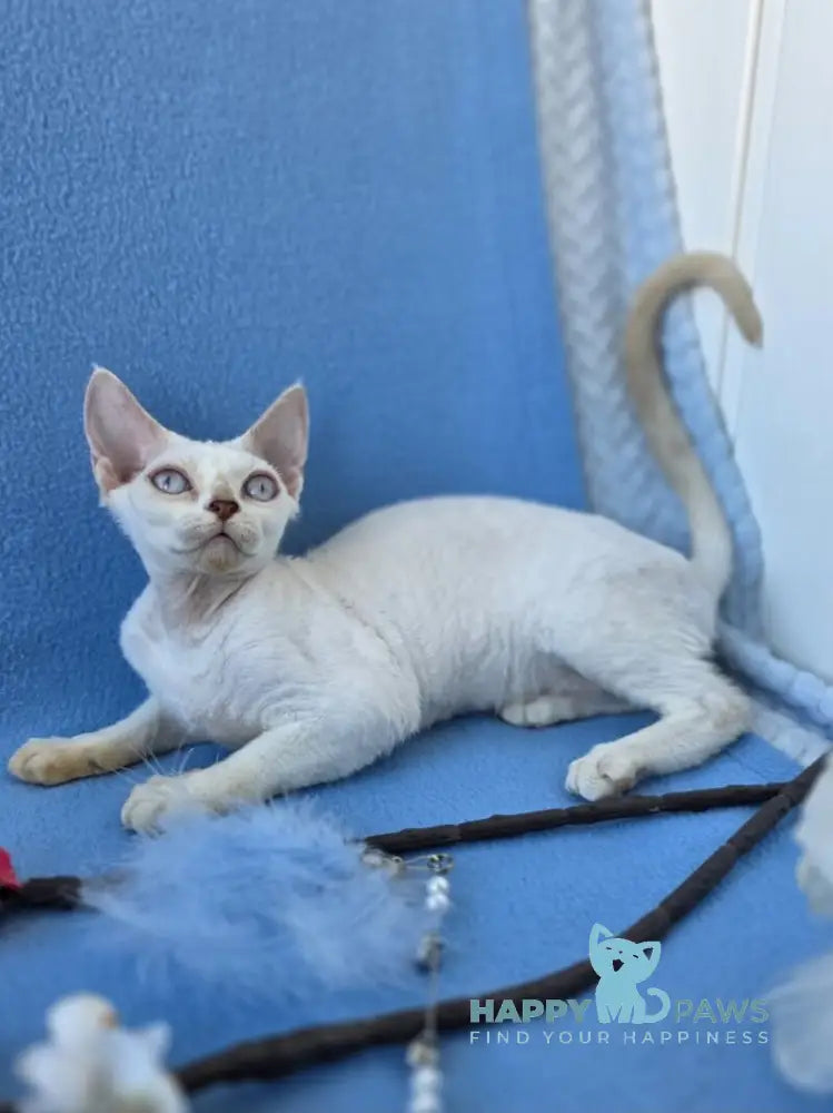 Rapunzel Devon Rex female cream van pointed live animals