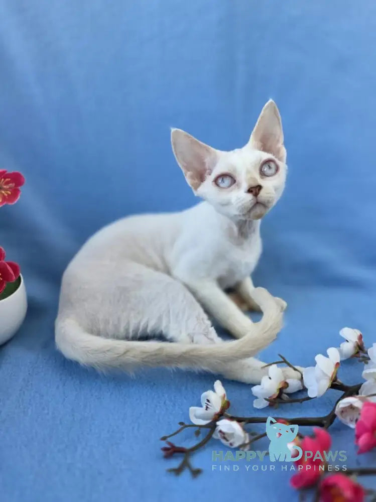 Rapunzel Devon Rex female cream van pointed live animals