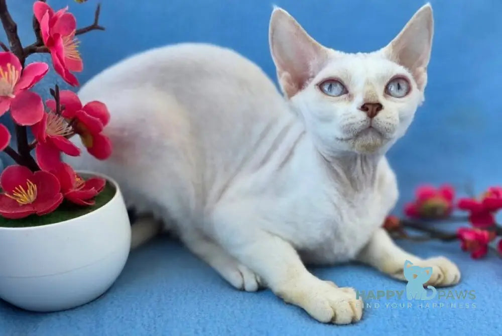 Rapunzel Devon Rex female cream van pointed live animals