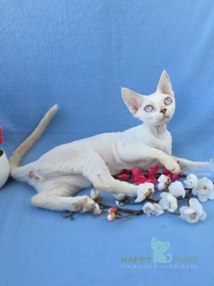 Rapunzel Devon Rex female cream van pointed live animals