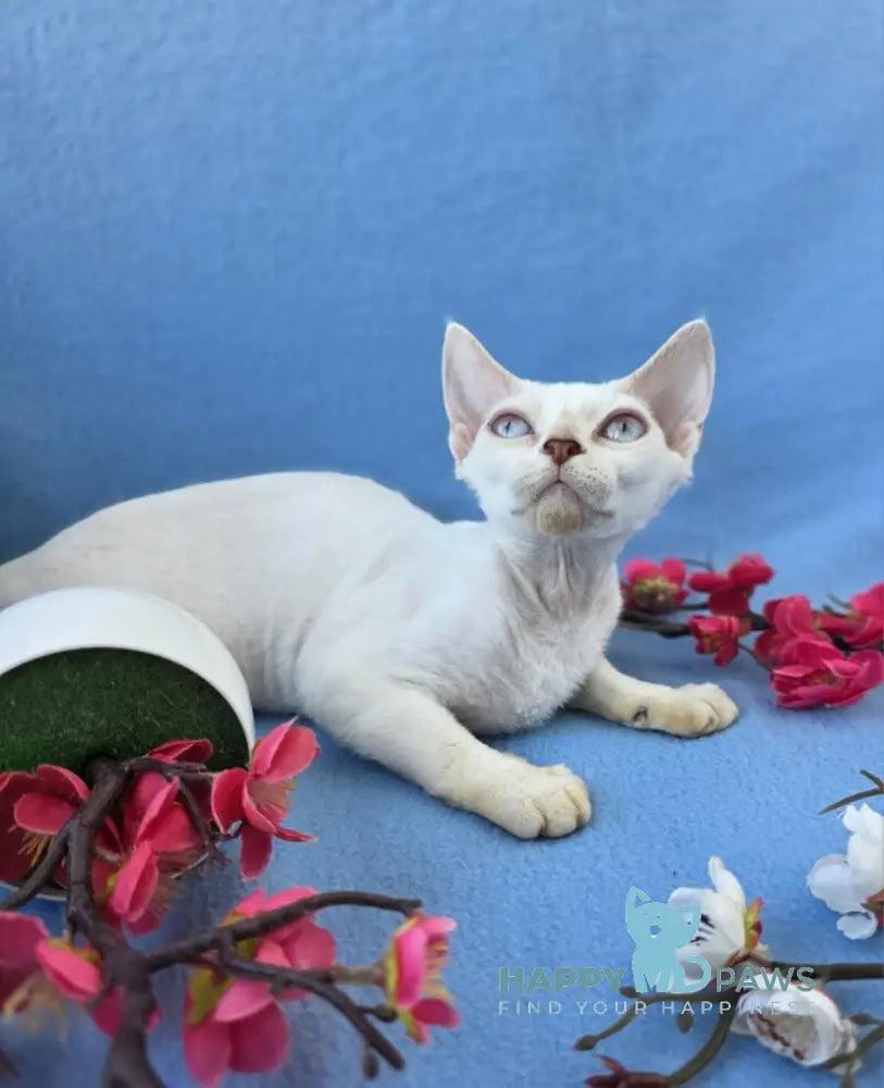Rapunzel Devon Rex female cream van pointed live animals