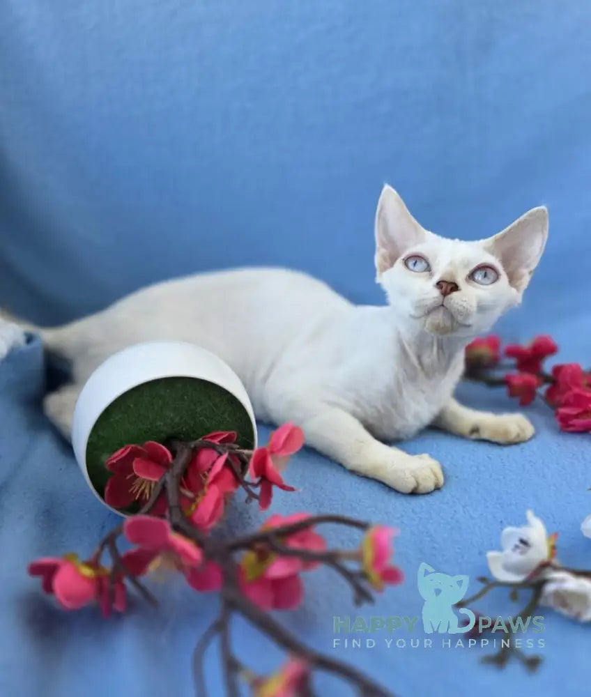 Rapunzel Devon Rex female cream van pointed live animals
