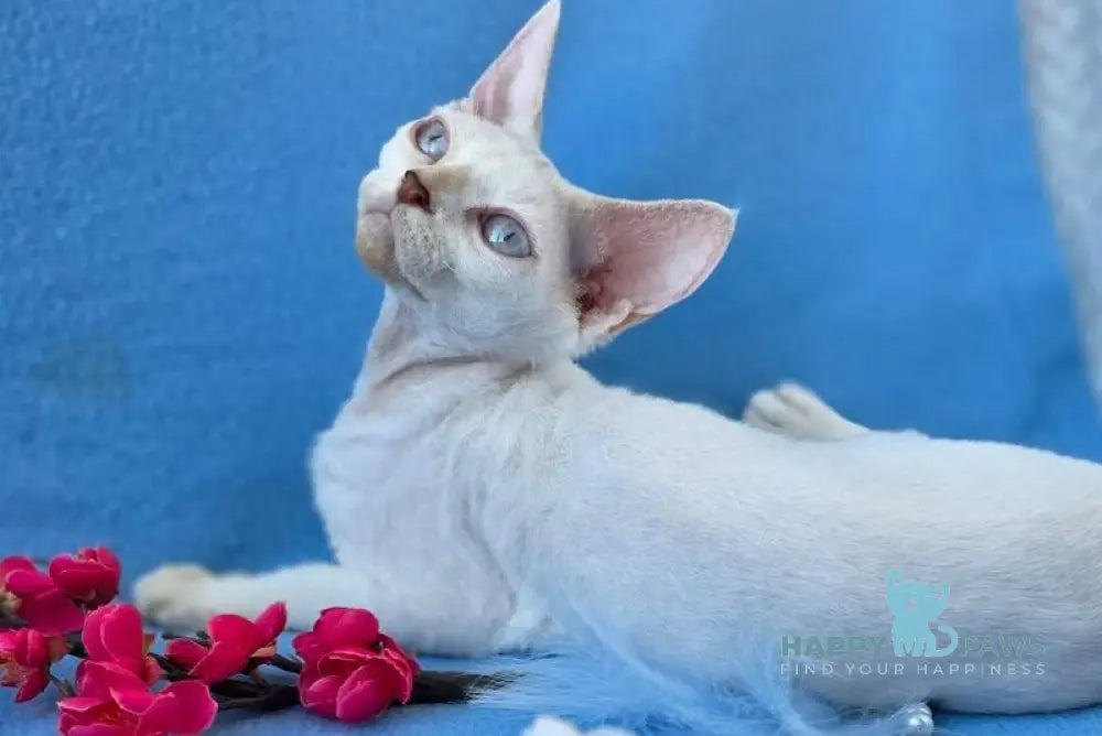 Rapunzel Devon Rex female cream van pointed live animals