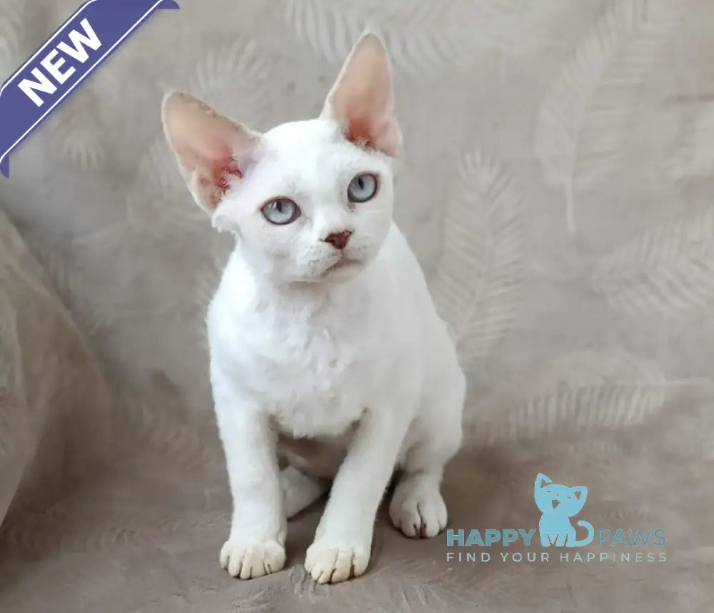 Rapunzel Devon Rex female lilac van live animals