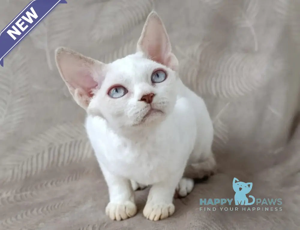 Rapunzel Devon Rex female lilac van live animals