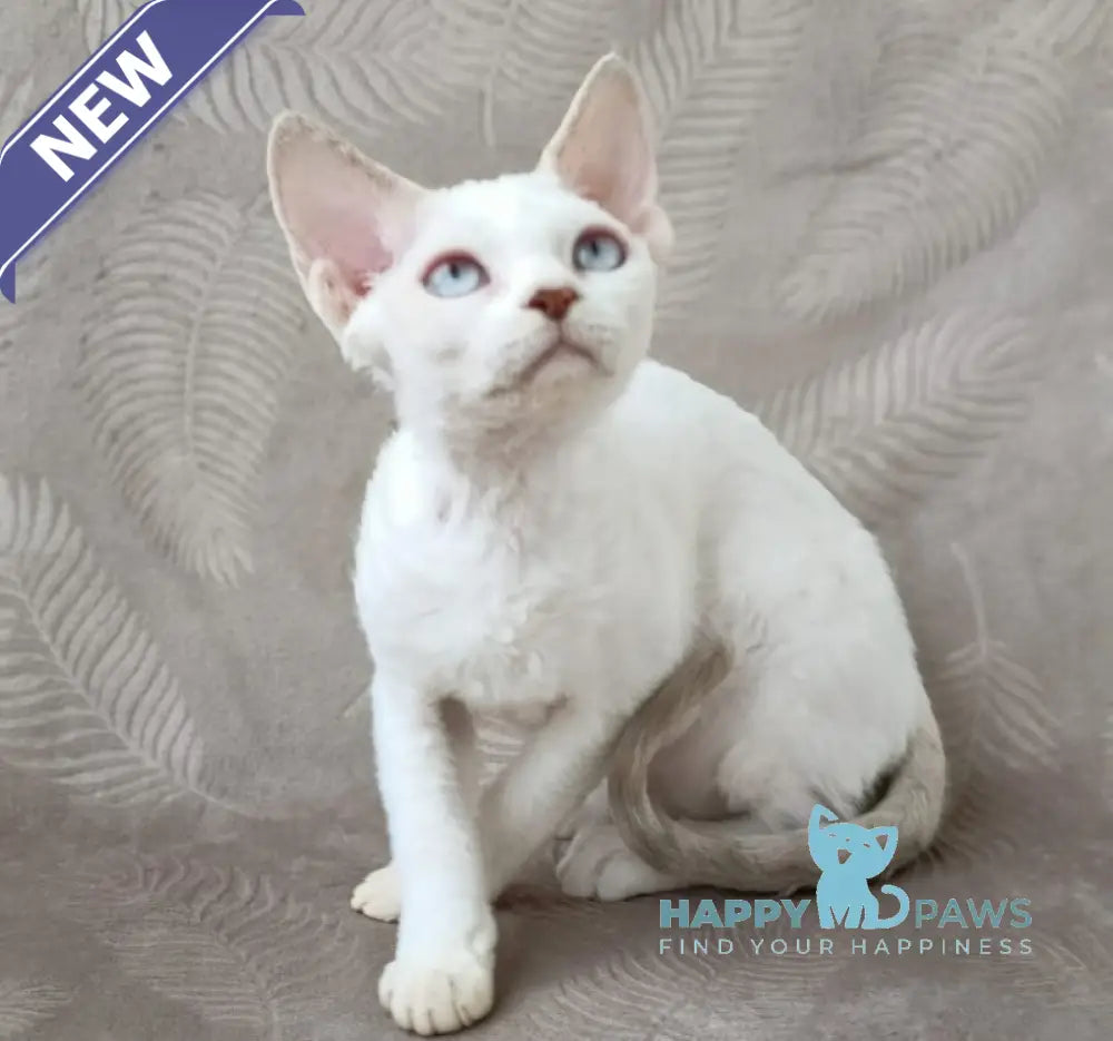 Rapunzel Devon Rex female lilac van live animals