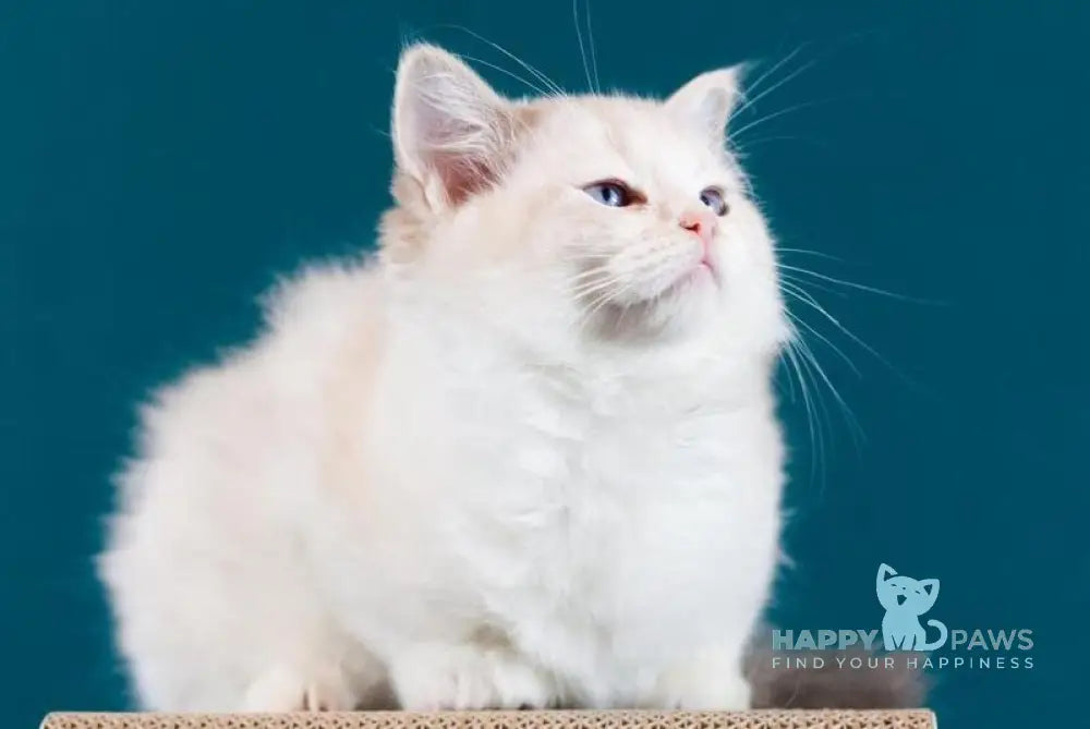 Rapunzel Ragdoll female blue bicolour live animals