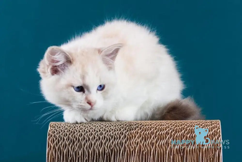 Rapunzel Ragdoll female blue bicolour live animals