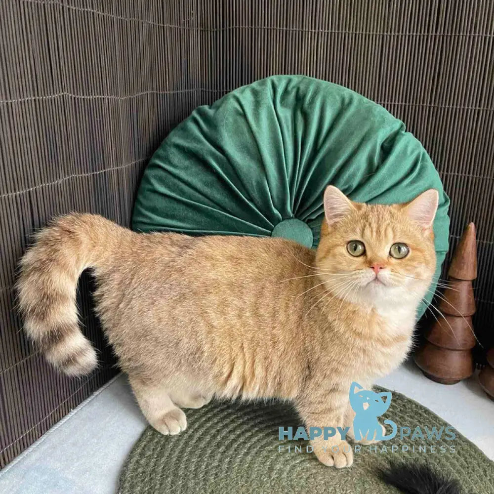 Rashel British Shorthair female black golden spotted tabby live animals